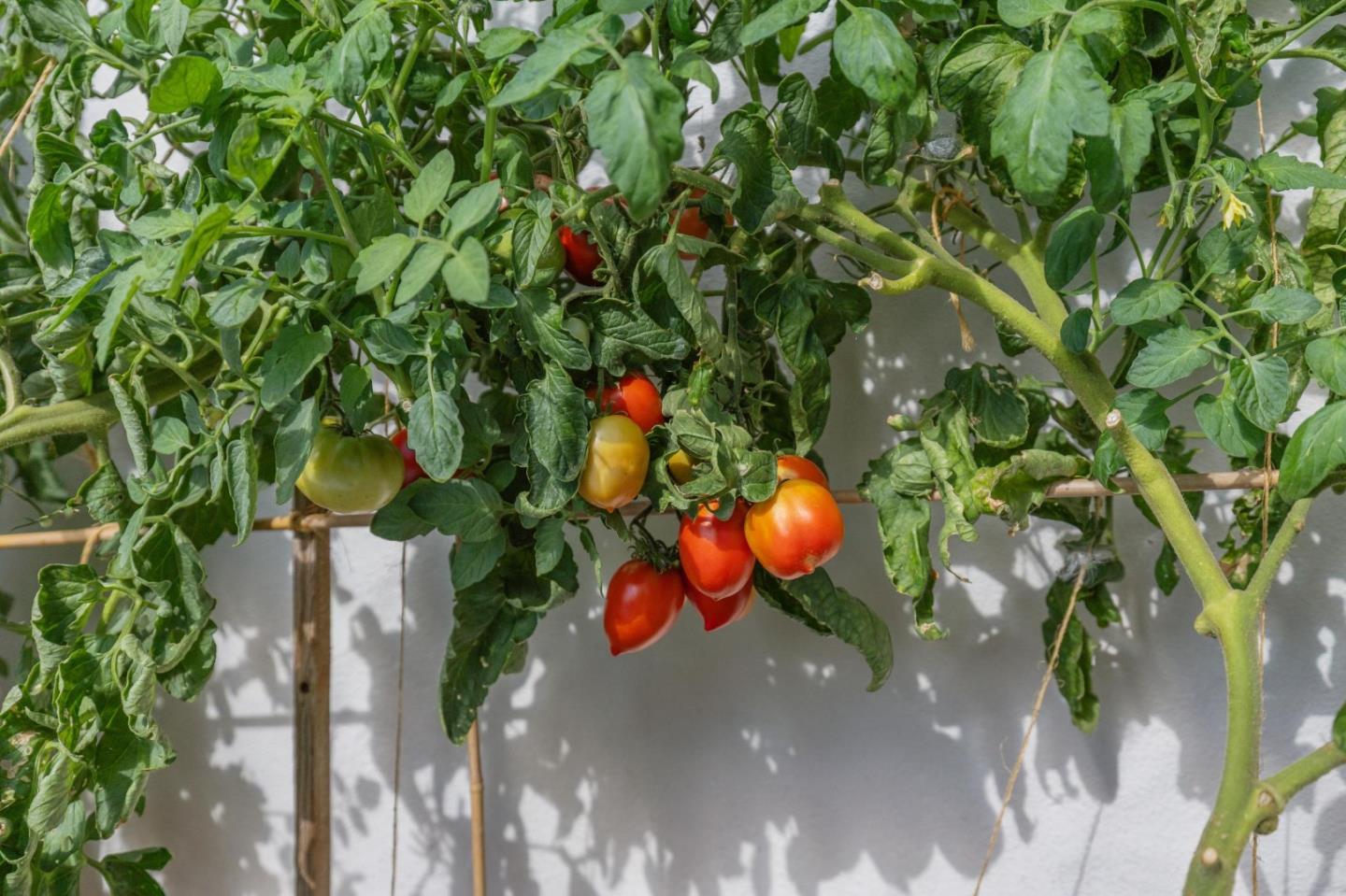 Detail Gallery Image 69 of 87 For 1238 Wooded Hills Dr, San Jose,  CA 95120 - 4 Beds | 2/1 Baths