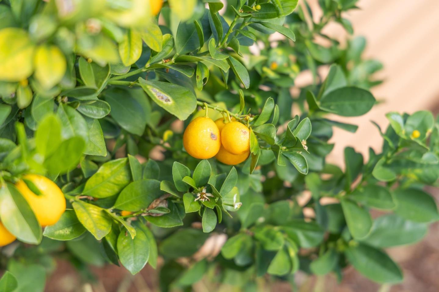 Detail Gallery Image 70 of 87 For 1238 Wooded Hills Dr, San Jose,  CA 95120 - 4 Beds | 2/1 Baths