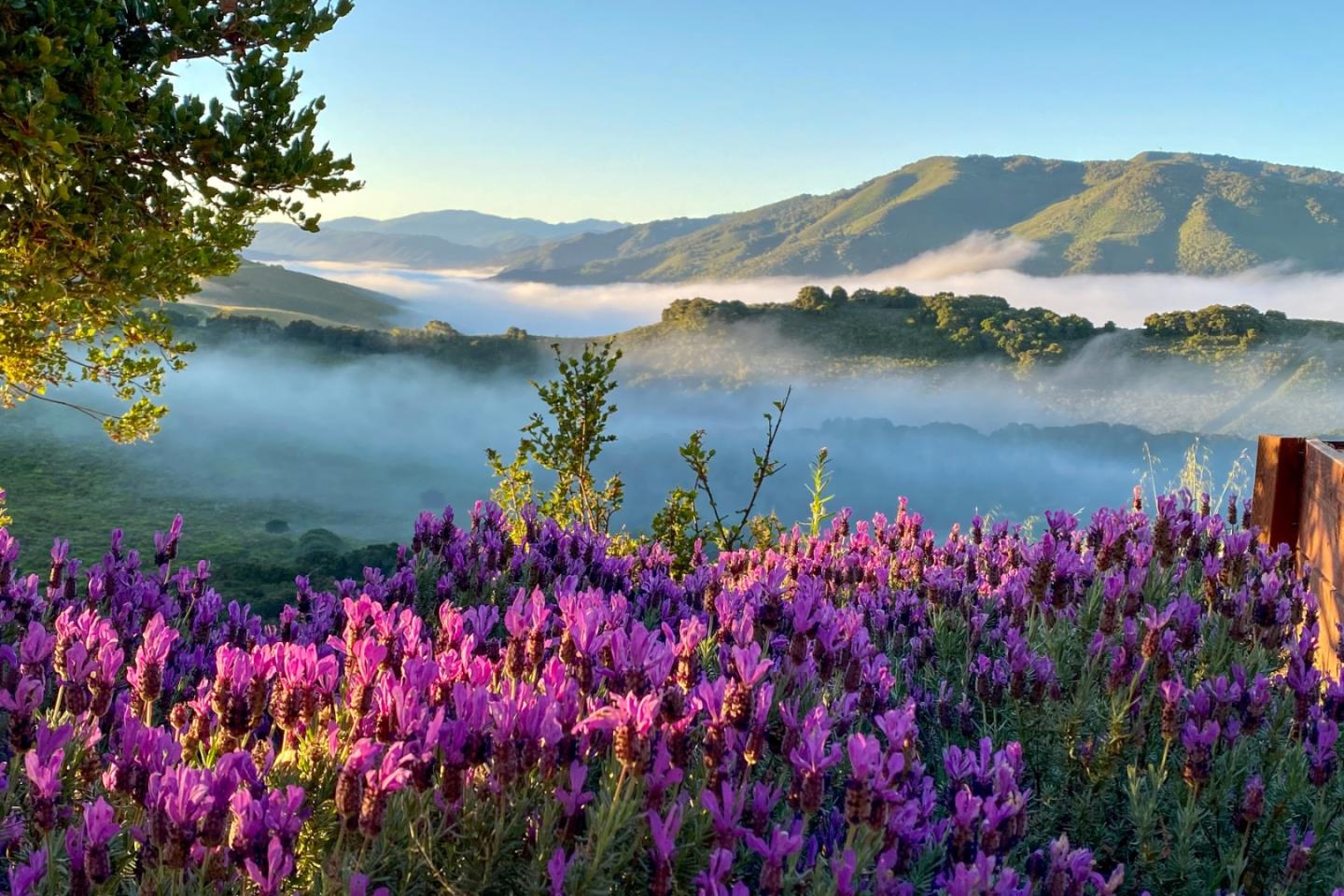 Detail Gallery Image 4 of 34 For 25530 via Paloma, Carmel,  CA 93923 - 3 Beds | 3 Baths