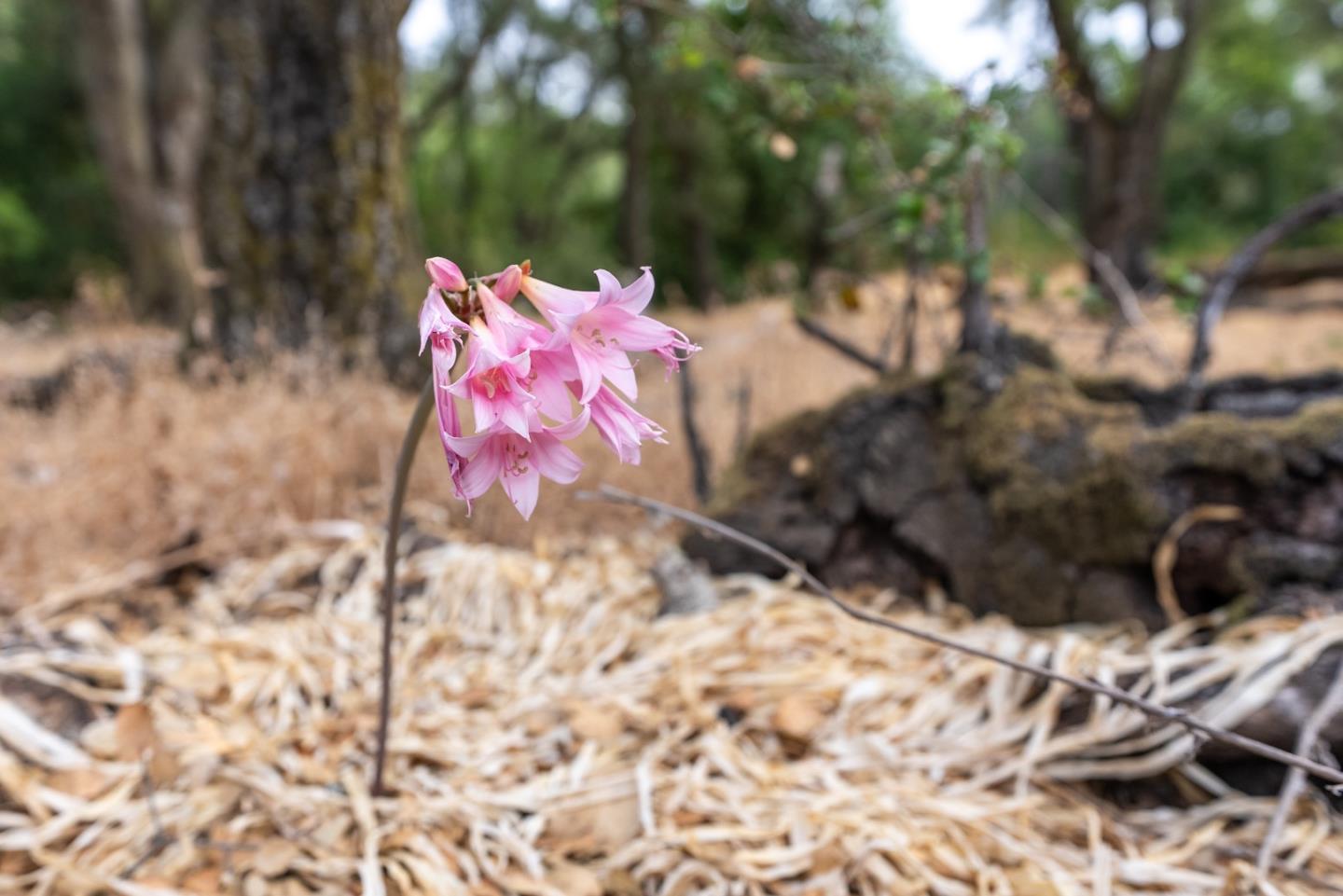 Detail Gallery Image 27 of 37 For 0000 Wagner Rd, Los Gatos,  CA 95032 - – Beds | – Baths