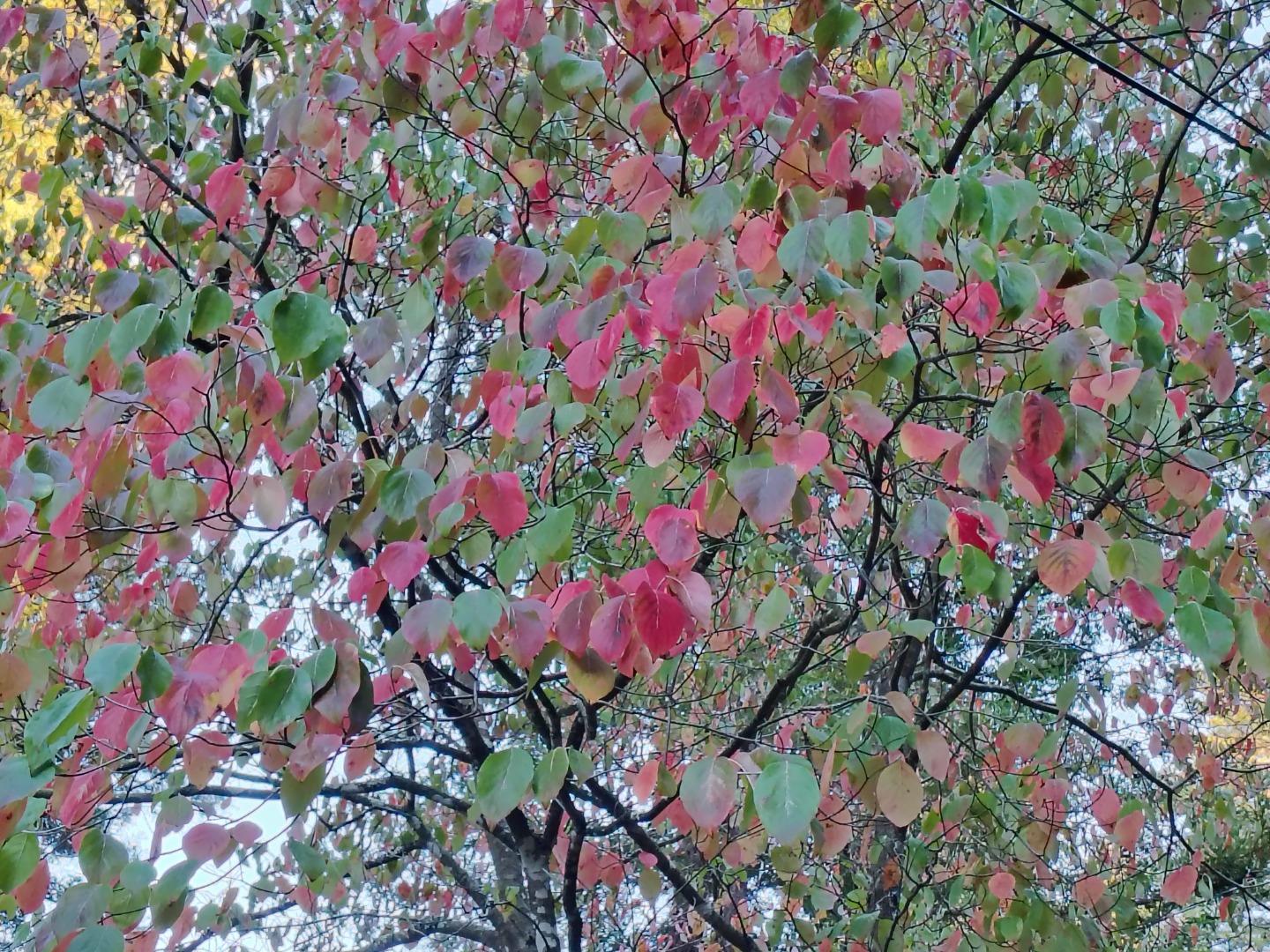 Detail Gallery Image 10 of 33 For 1822 Early Dr, Felton,  CA 95018 - 3 Beds | 2 Baths