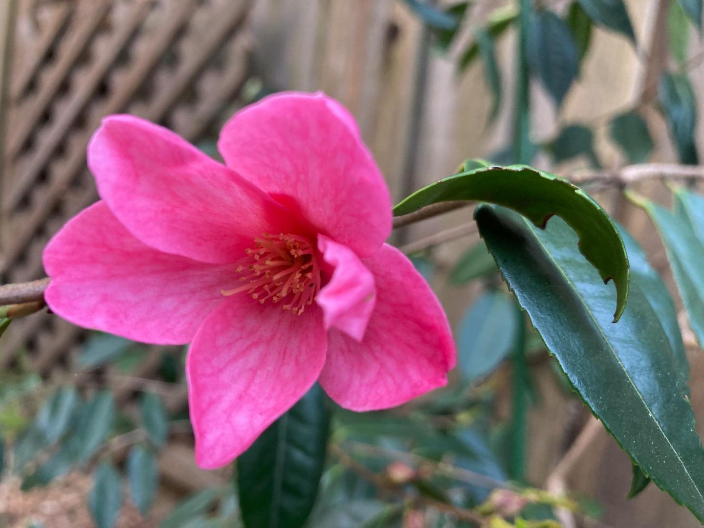 Detail Gallery Image 27 of 33 For 1822 Early Dr, Felton,  CA 95018 - 3 Beds | 2 Baths