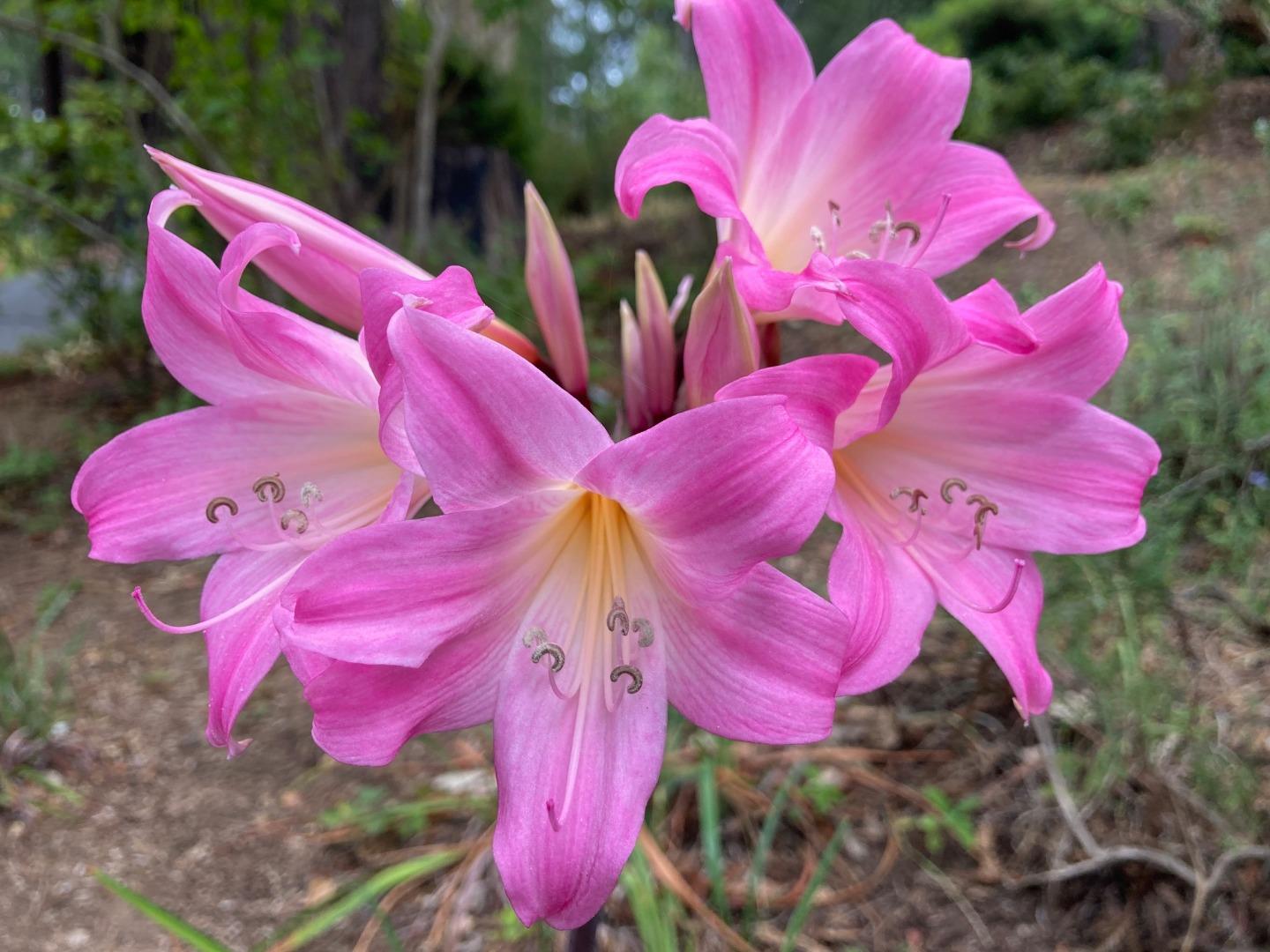 Detail Gallery Image 29 of 33 For 1822 Early Dr, Felton,  CA 95018 - 3 Beds | 2 Baths