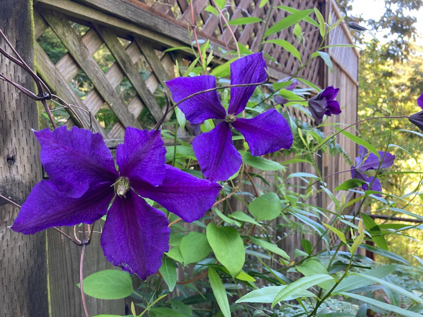 Detail Gallery Image 30 of 33 For 1822 Early Dr, Felton,  CA 95018 - 3 Beds | 2 Baths