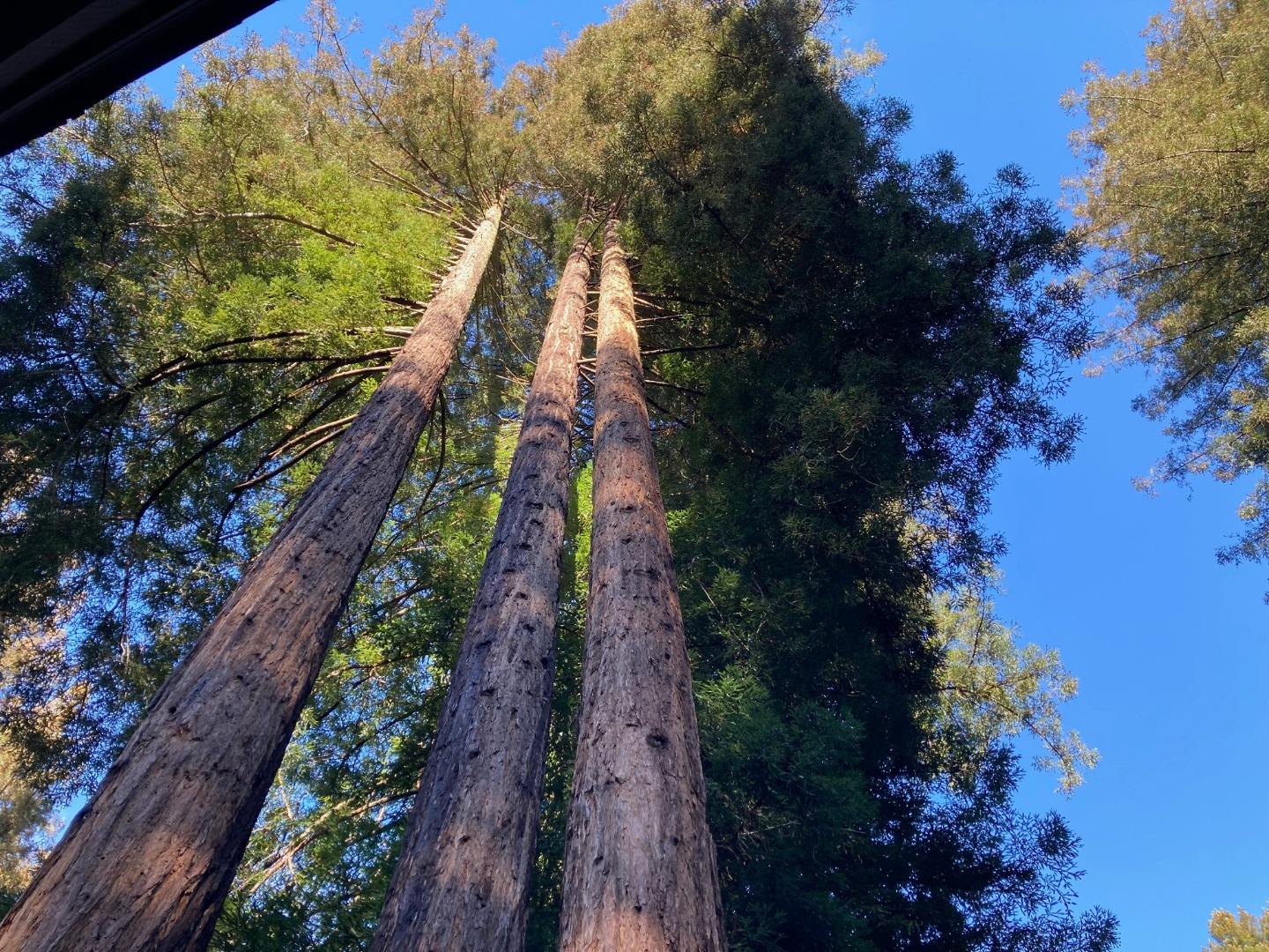 Detail Gallery Image 32 of 33 For 1822 Early Dr, Felton,  CA 95018 - 3 Beds | 2 Baths