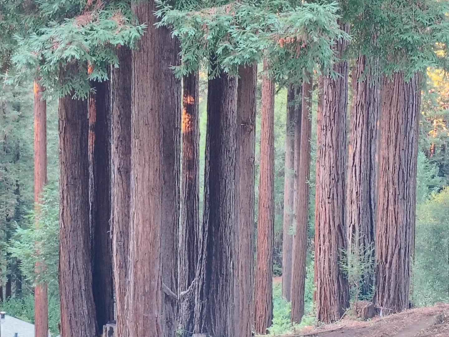 Detail Gallery Image 57 of 76 For 1822 Early Dr, Felton,  CA 95018 - 3 Beds | 2 Baths