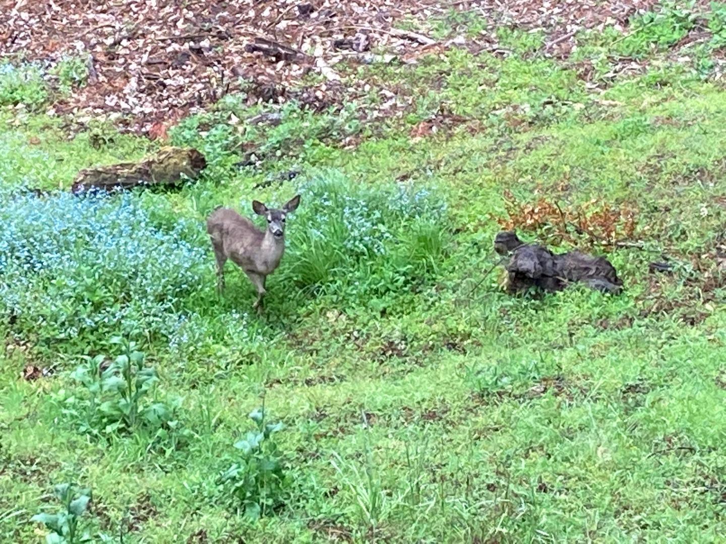 Detail Gallery Image 61 of 76 For 1822 Early Dr, Felton,  CA 95018 - 3 Beds | 2 Baths