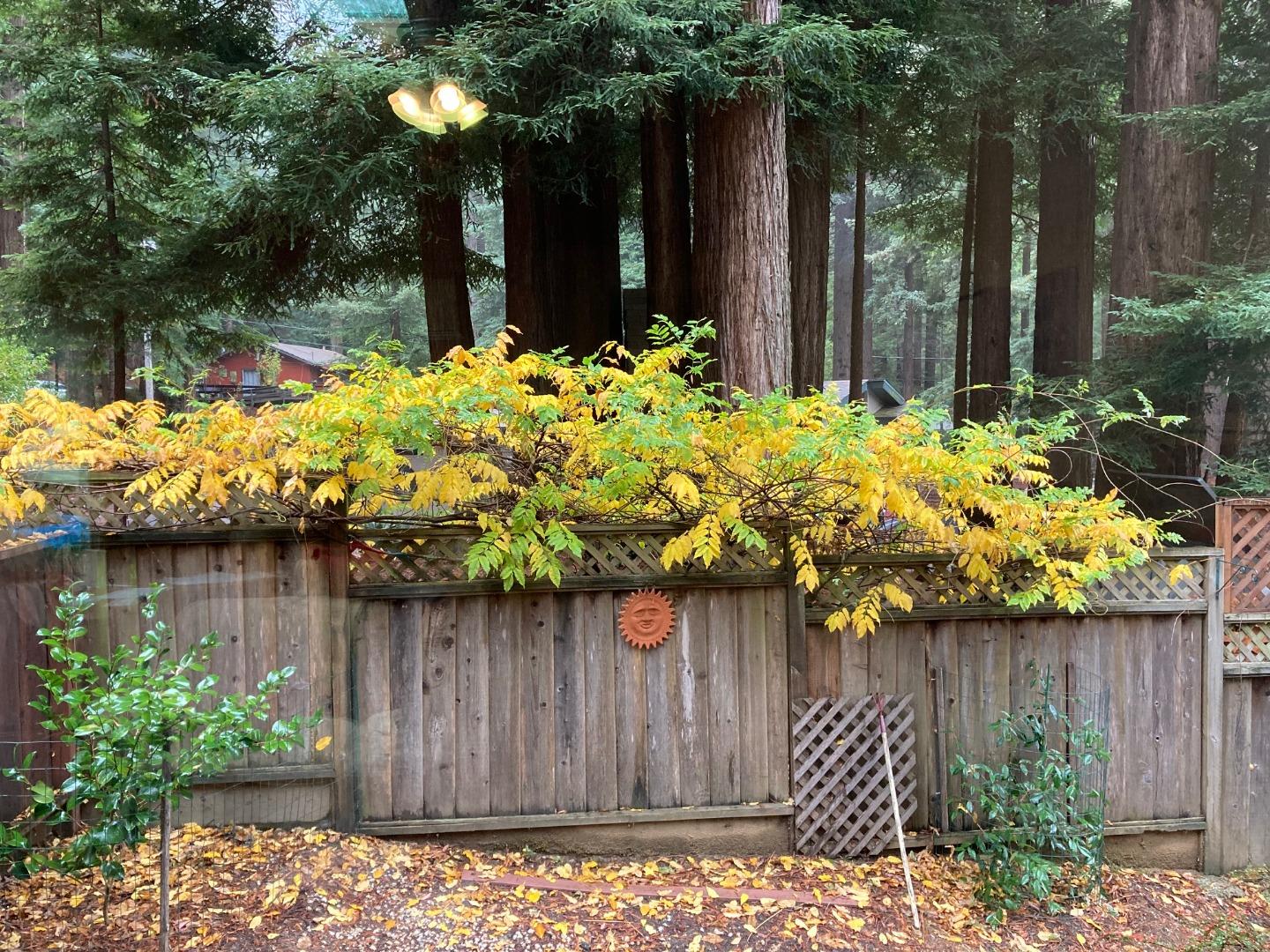 Detail Gallery Image 65 of 76 For 1822 Early Dr, Felton,  CA 95018 - 3 Beds | 2 Baths