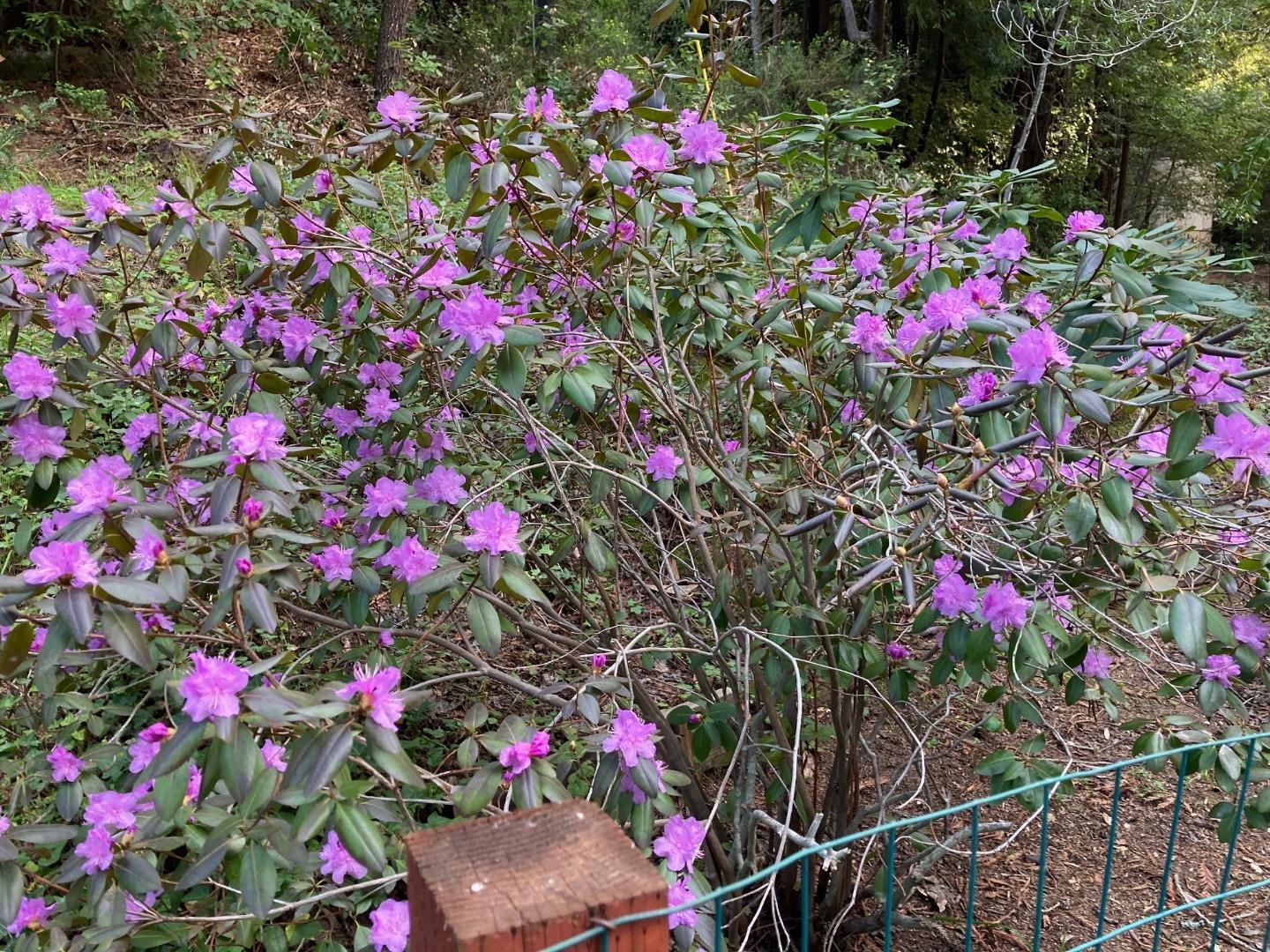 Detail Gallery Image 66 of 76 For 1822 Early Dr, Felton,  CA 95018 - 3 Beds | 2 Baths