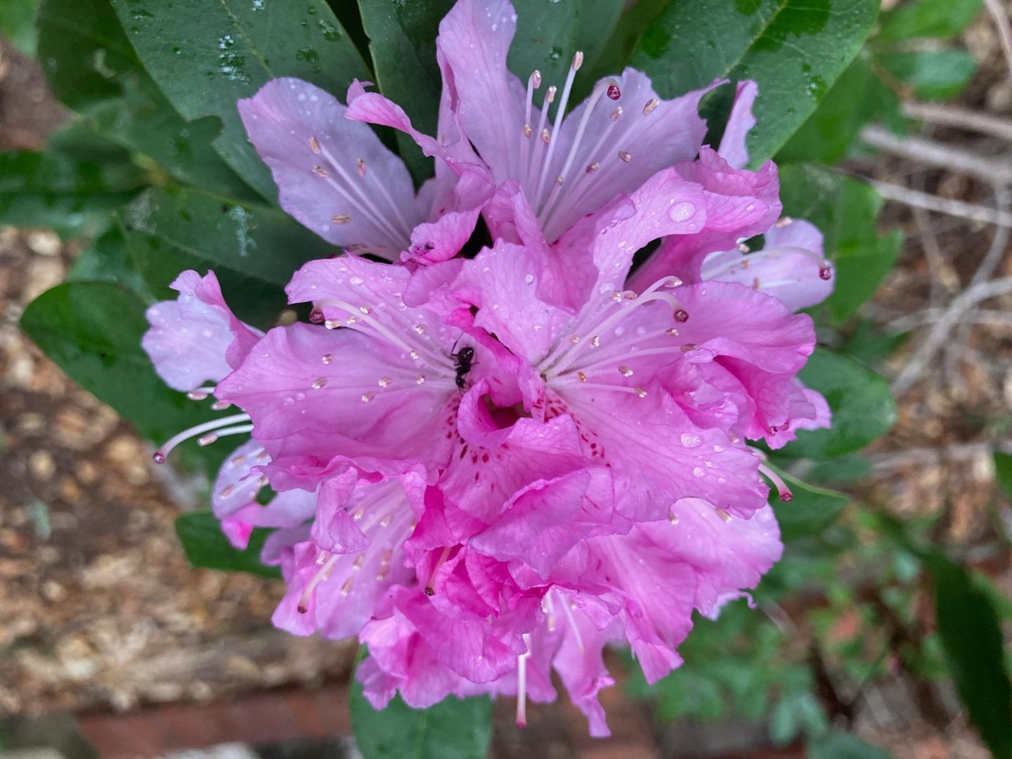 Detail Gallery Image 67 of 76 For 1822 Early Dr, Felton,  CA 95018 - 3 Beds | 2 Baths