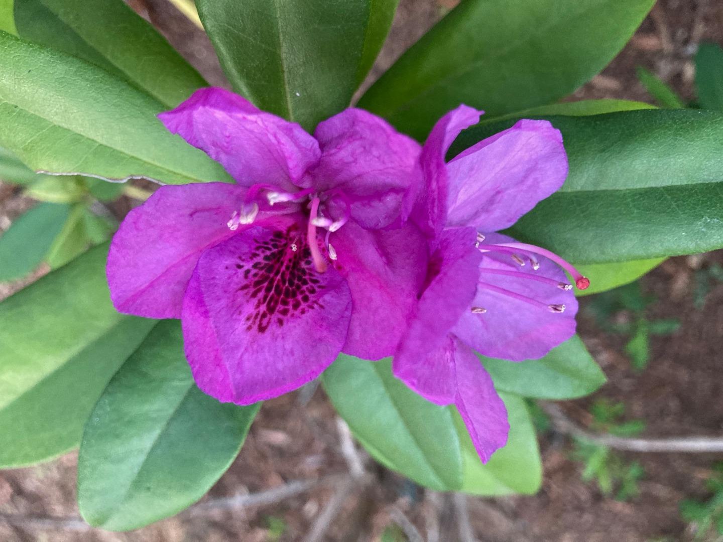 Detail Gallery Image 68 of 76 For 1822 Early Dr, Felton,  CA 95018 - 3 Beds | 2 Baths