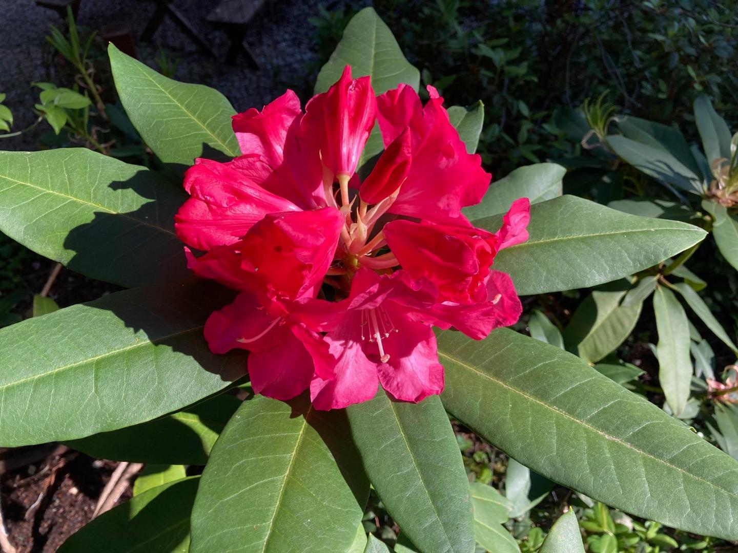 Detail Gallery Image 71 of 76 For 1822 Early Dr, Felton,  CA 95018 - 3 Beds | 2 Baths