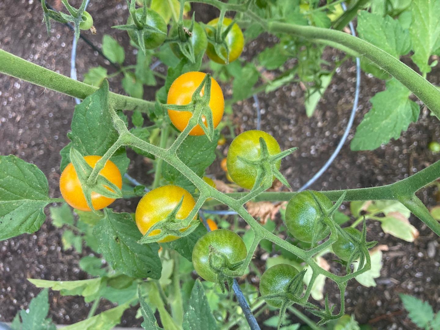 Detail Gallery Image 74 of 76 For 1822 Early Dr, Felton,  CA 95018 - 3 Beds | 2 Baths