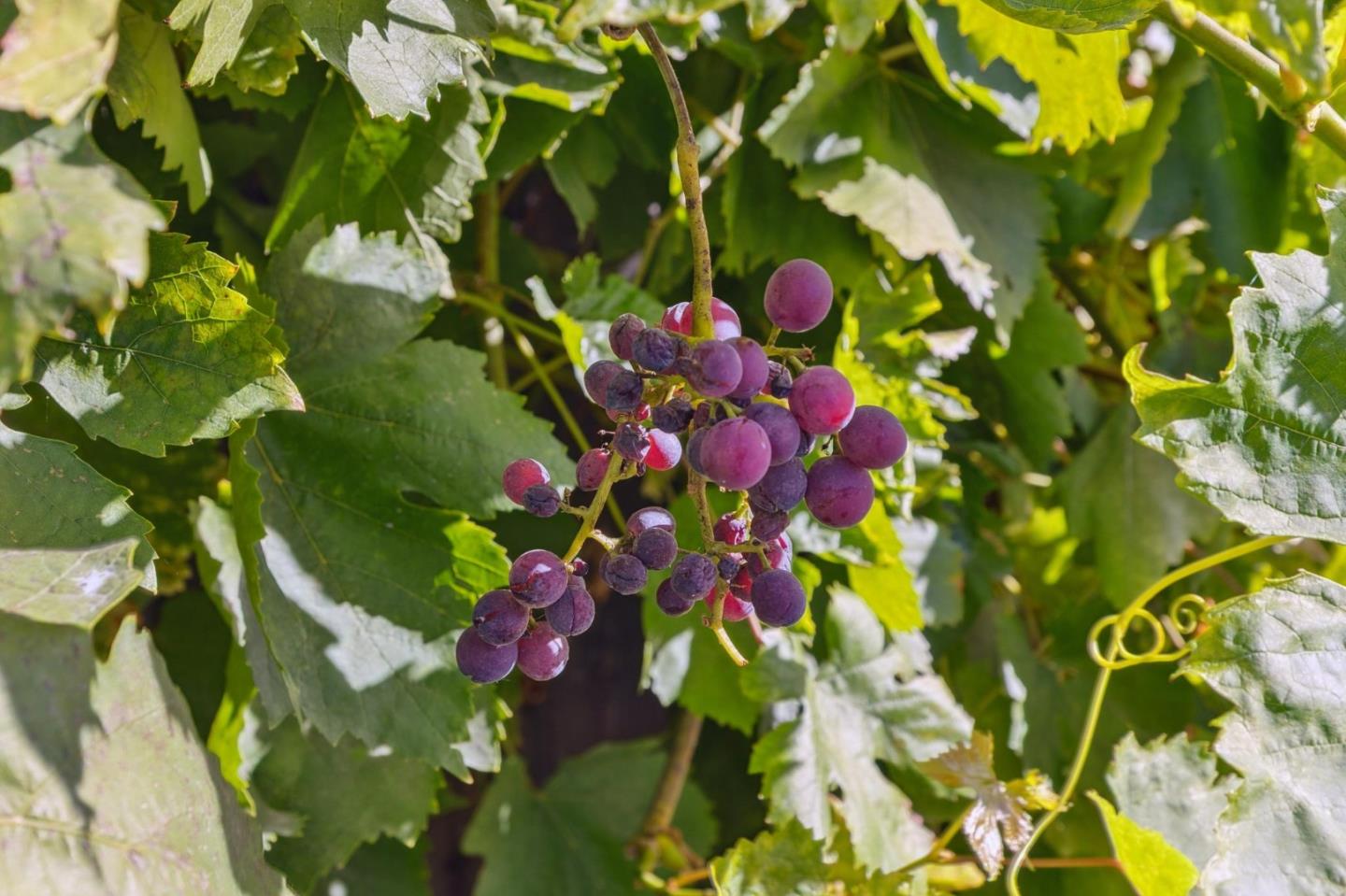 Detail Gallery Image 33 of 33 For 26142 Gettysburg Ave, Hayward,  CA 94545 - 3 Beds | 3 Baths