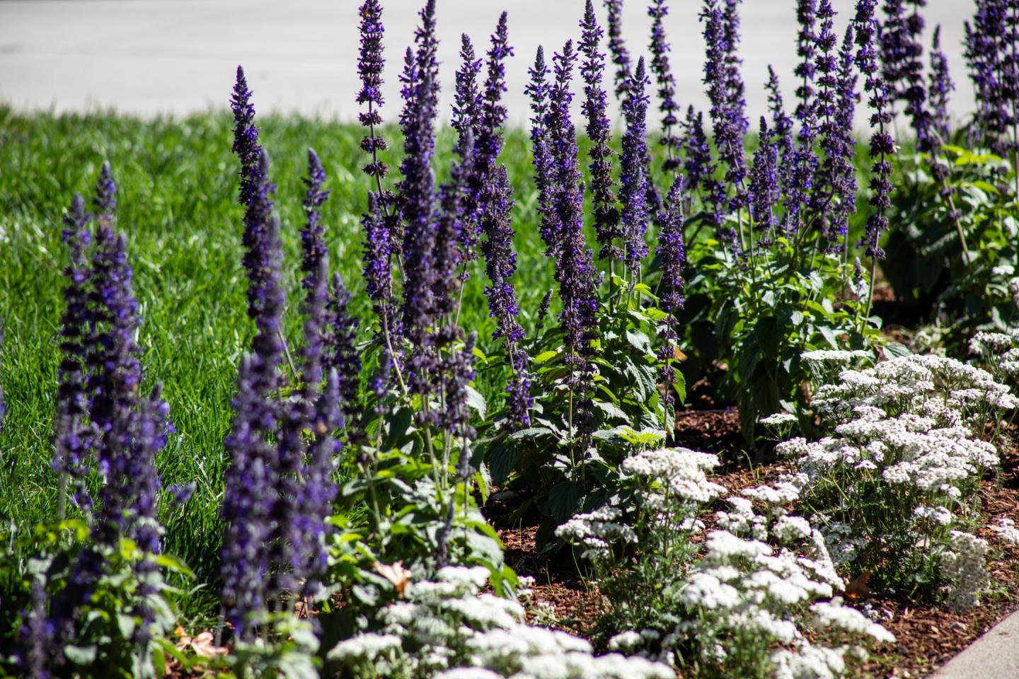 Detail Gallery Image 30 of 32 For 759 Cowper St, Palo Alto,  CA 94301 - 2 Beds | 1 Baths