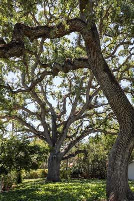 Detail Gallery Image 36 of 38 For 23 Bay Tree Ln, Los Altos,  CA 94022 - 2 Beds | 2 Baths