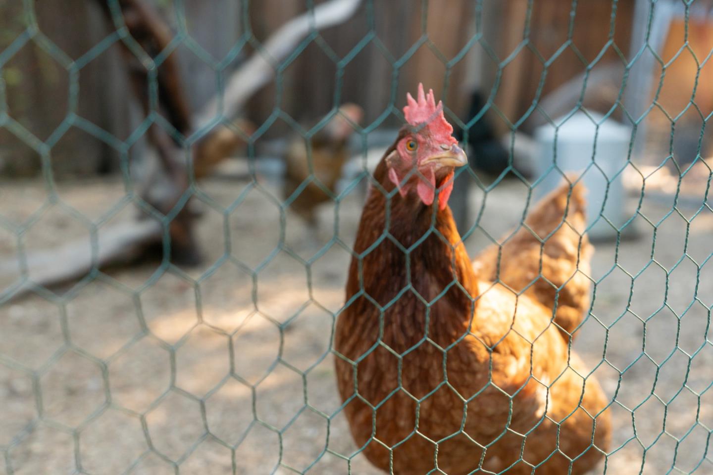 Detail Gallery Image 54 of 67 For 14775 W Park Ave, Boulder Creek,  CA 95006 - 3 Beds | 1/1 Baths