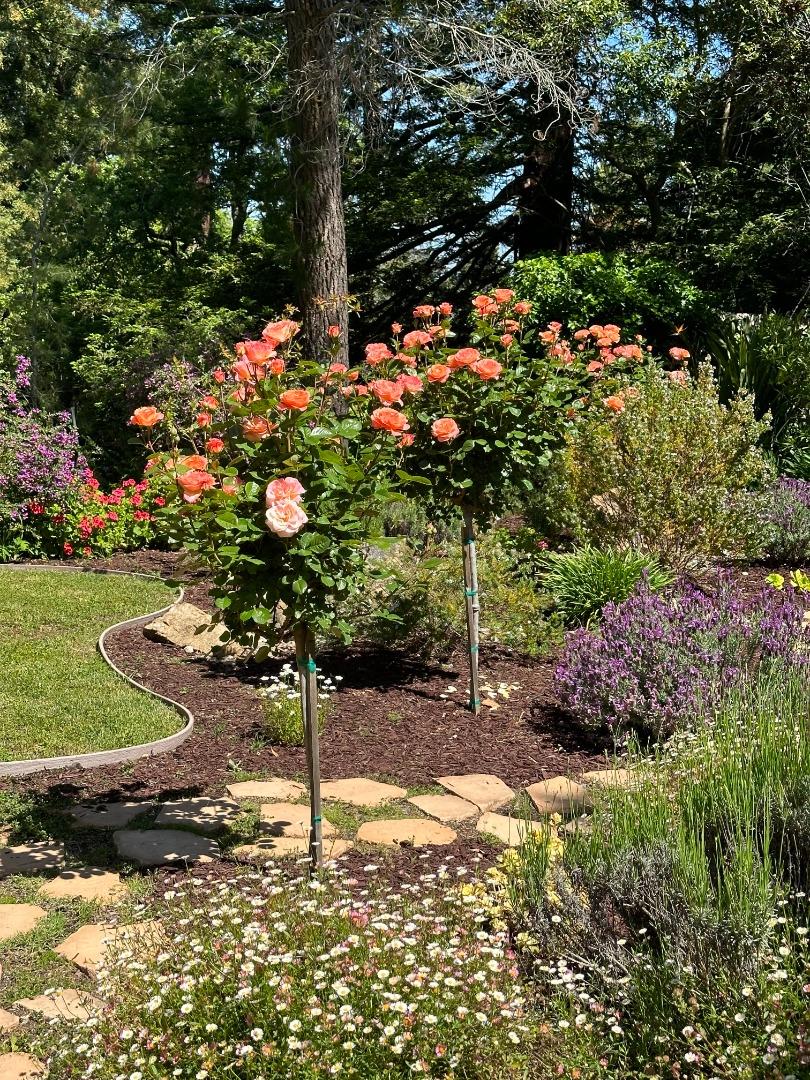 Detail Gallery Image 34 of 36 For 20 Don Ct, Redwood City,  CA 94062 - 4 Beds | 3 Baths