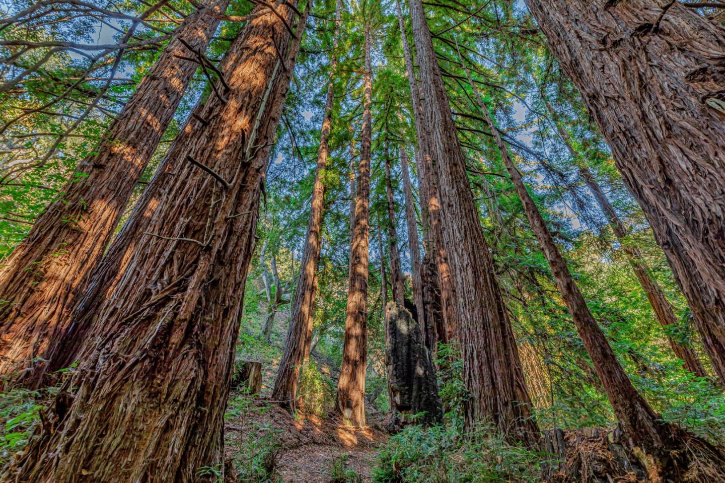 Detail Gallery Image 14 of 100 For Adamo Ranch, Carmel Valley Rd, Carmel,  CA 93923 - – Beds | – Baths