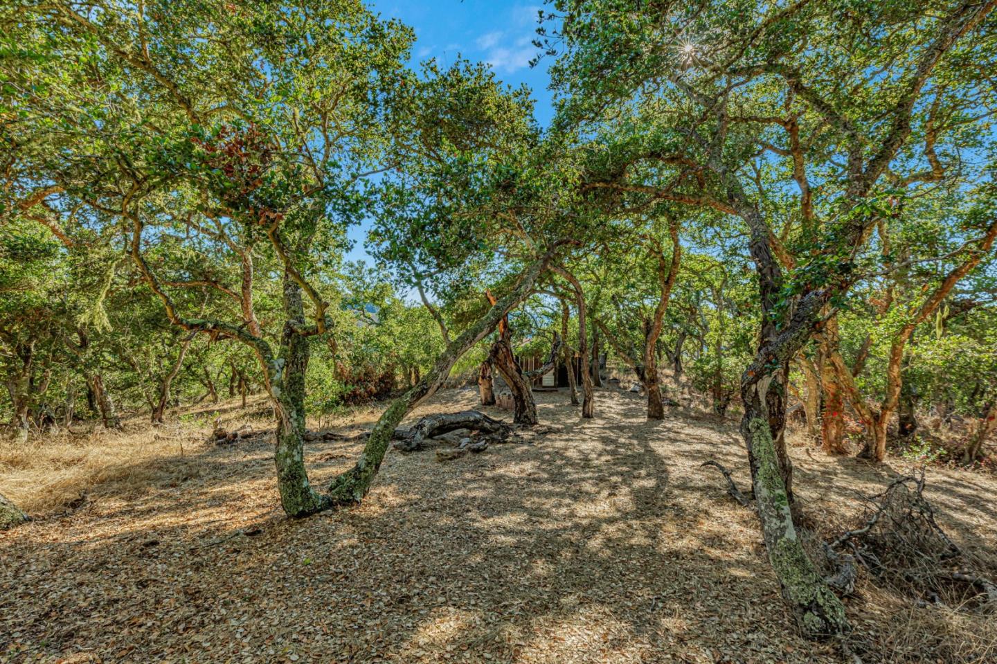 Detail Gallery Image 69 of 100 For Adamo Ranch, Carmel Valley Rd, Carmel,  CA 93923 - – Beds | – Baths