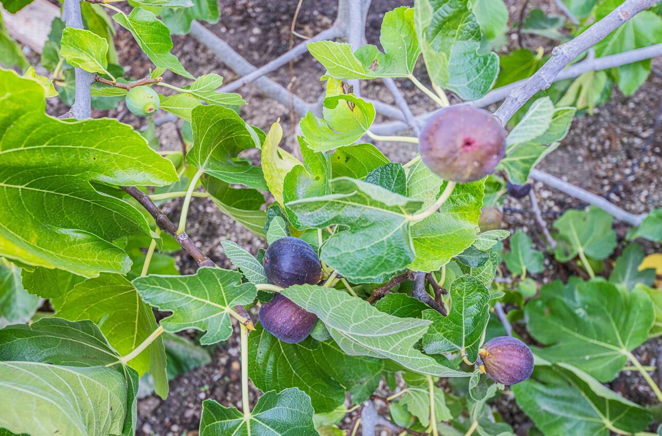 Detail Gallery Image 38 of 39 For 22720 Picador Dr, Salinas,  CA 93908 - 5 Beds | 3 Baths