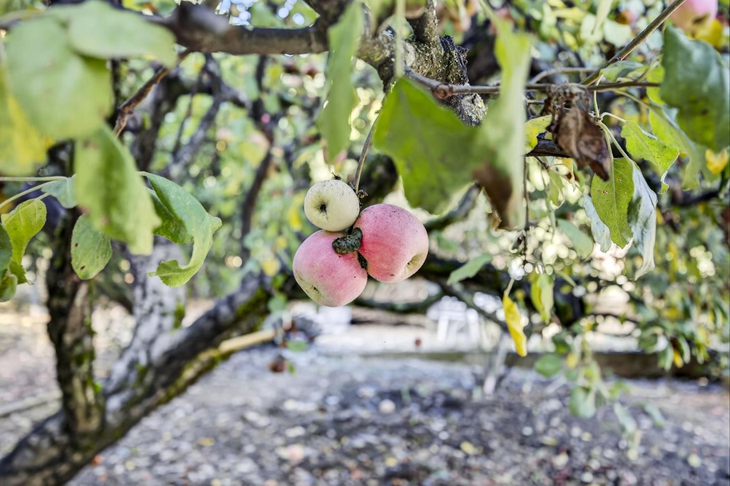 Detail Gallery Image 41 of 49 For 21860 Bear Creek Way, Los Gatos,  CA 95033 - 4 Beds | 3/1 Baths