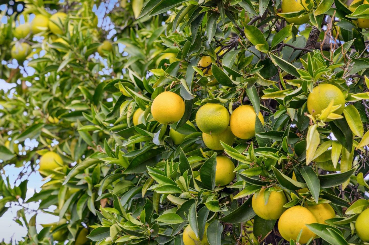 Detail Gallery Image 68 of 112 For 766 N Redwood Ave, San Jose,  CA 95128 - 3 Beds | 2 Baths