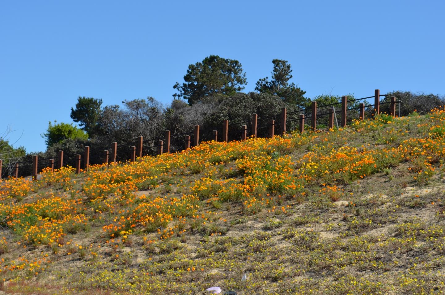 Detail Gallery Image 39 of 40 For 2721 Parkview Way, Marina,  CA 93933 - 4 Beds | 2/1 Baths
