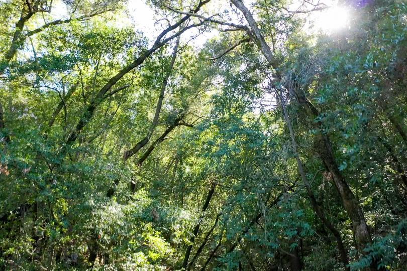 Detail Gallery Image 7 of 10 For 15910 Wildcat Ridge, Saratoga,  CA 95070 - – Beds | – Baths