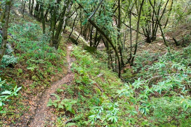 Detail Gallery Image 9 of 10 For 15910 Wildcat Ridge, Saratoga,  CA 95070 - – Beds | – Baths