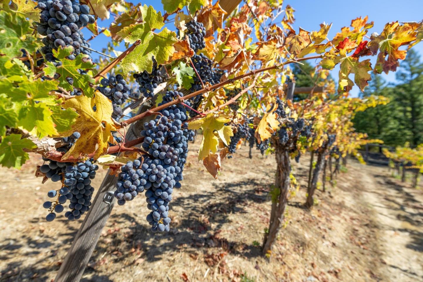 Detail Gallery Image 51 of 52 For 35 Bear Paw, Portola Valley,  CA 94028 - 3 Beds | 2/1 Baths