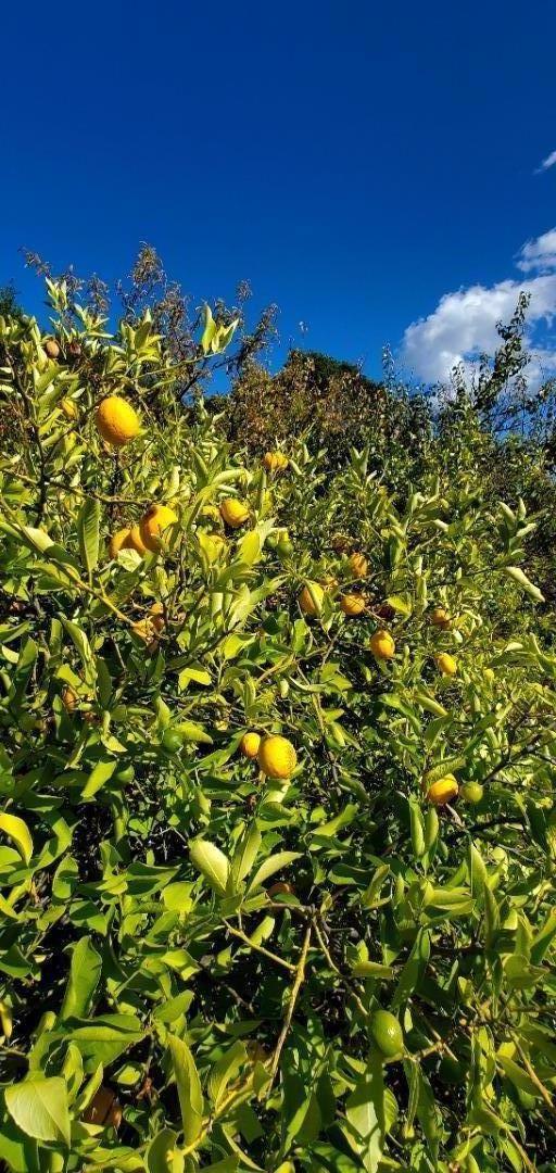 Detail Gallery Image 14 of 18 For 2033 Eureka Canyon Rd, Watsonville,  CA 95076 - – Beds | – Baths