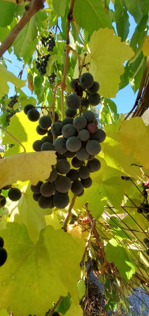 Detail Gallery Image 15 of 18 For 2033 Eureka Canyon Rd, Watsonville,  CA 95076 - – Beds | – Baths