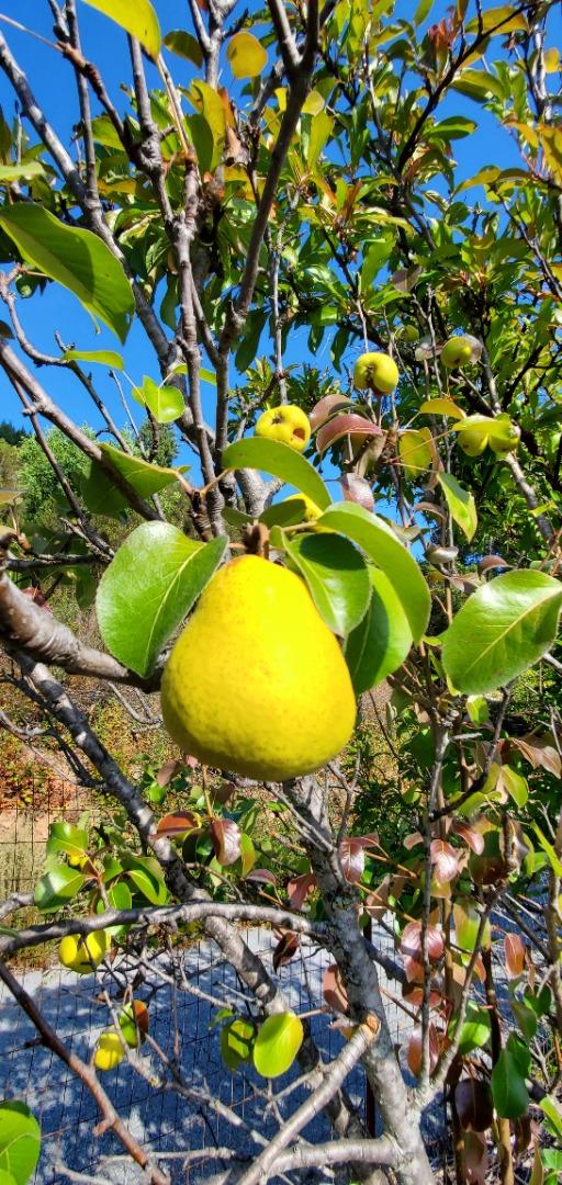 Detail Gallery Image 16 of 18 For 2033 Eureka Canyon Rd, Watsonville,  CA 95076 - – Beds | – Baths