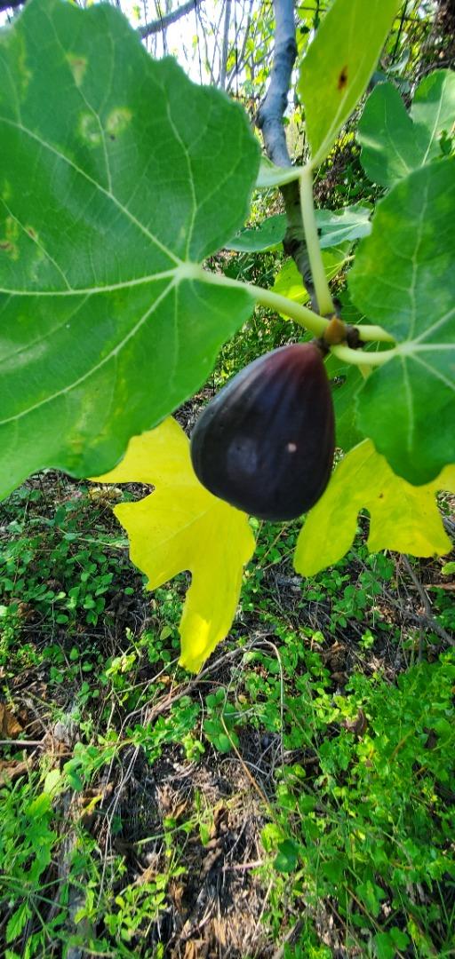 Detail Gallery Image 17 of 18 For 2033 Eureka Canyon Rd, Watsonville,  CA 95076 - – Beds | – Baths