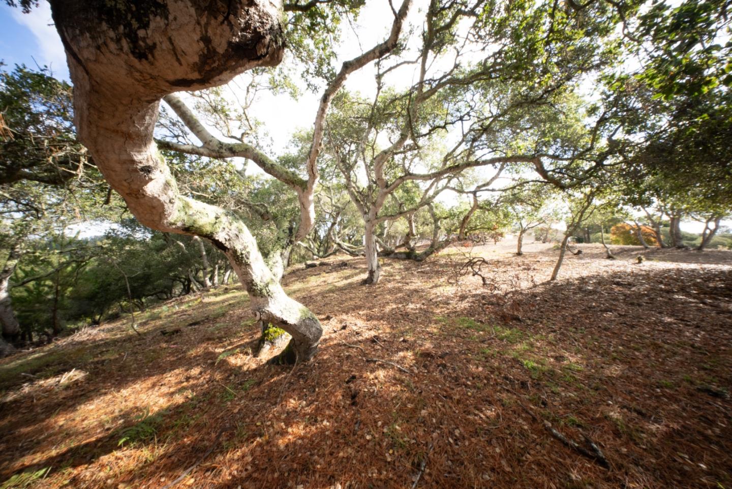 Detail Gallery Image 10 of 13 For 18221 Berta Canyon Rd, Salinas,  CA 93907 - – Beds | – Baths