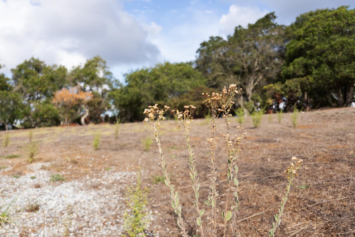 Detail Gallery Image 12 of 13 For 18221 Berta Canyon Rd, Salinas,  CA 93907 - – Beds | – Baths