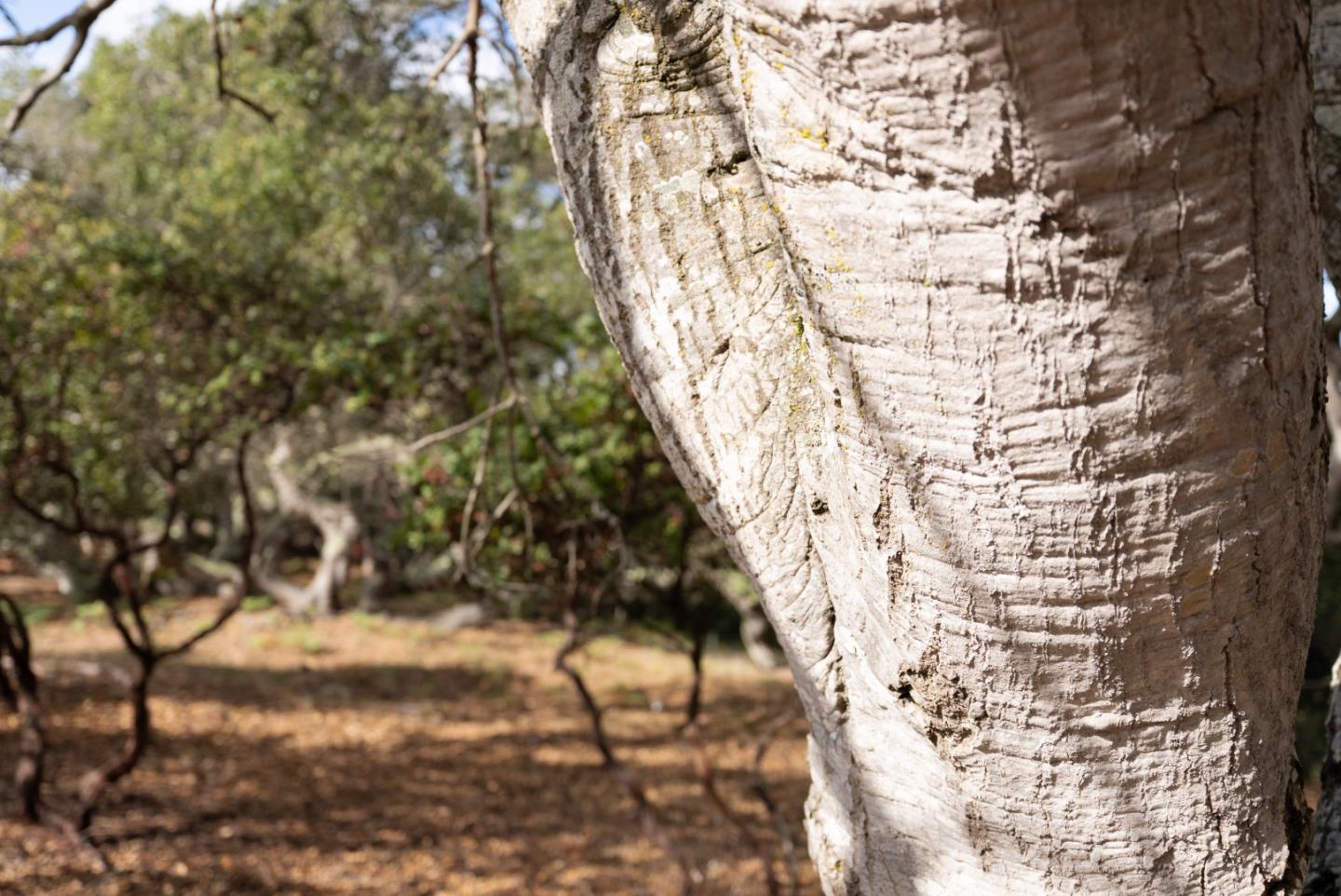 Detail Gallery Image 13 of 13 For 18221 Berta Canyon Rd, Salinas,  CA 93907 - – Beds | – Baths