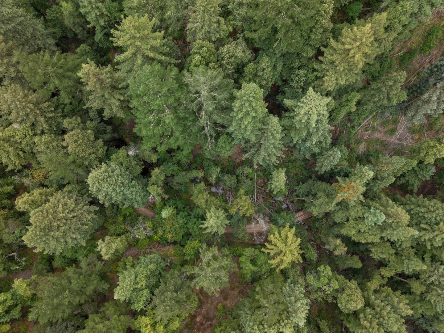 Detail Gallery Image 35 of 35 For 02 Bear Creek, Boulder Creek,  CA 95006 - – Beds | – Baths