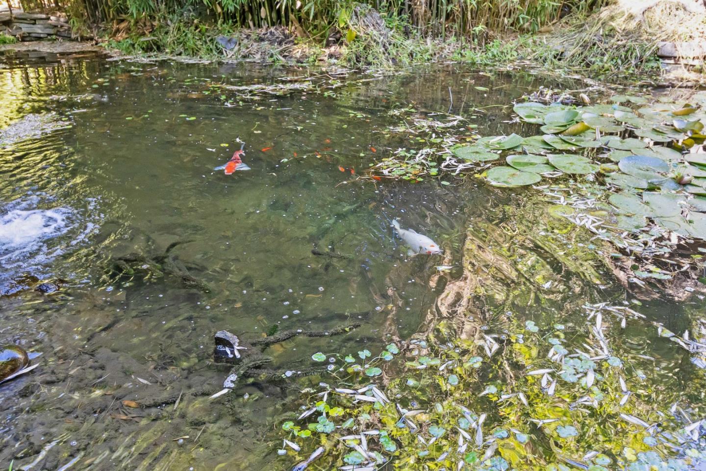 Detail Gallery Image 27 of 87 For 5601 Freedom Blvd, Aptos,  CA 95003 - – Beds | – Baths