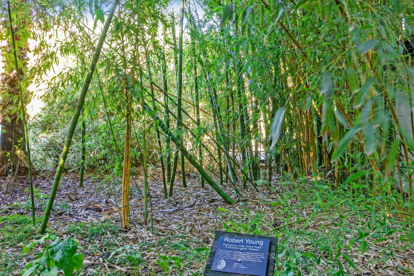 Detail Gallery Image 36 of 87 For 5601 Freedom Blvd, Aptos,  CA 95003 - – Beds | – Baths