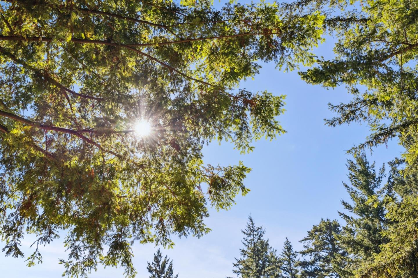 Detail Gallery Image 67 of 72 For 24595 Skyland Rd, Los Gatos,  CA 95033 - 4 Beds | 3/1 Baths