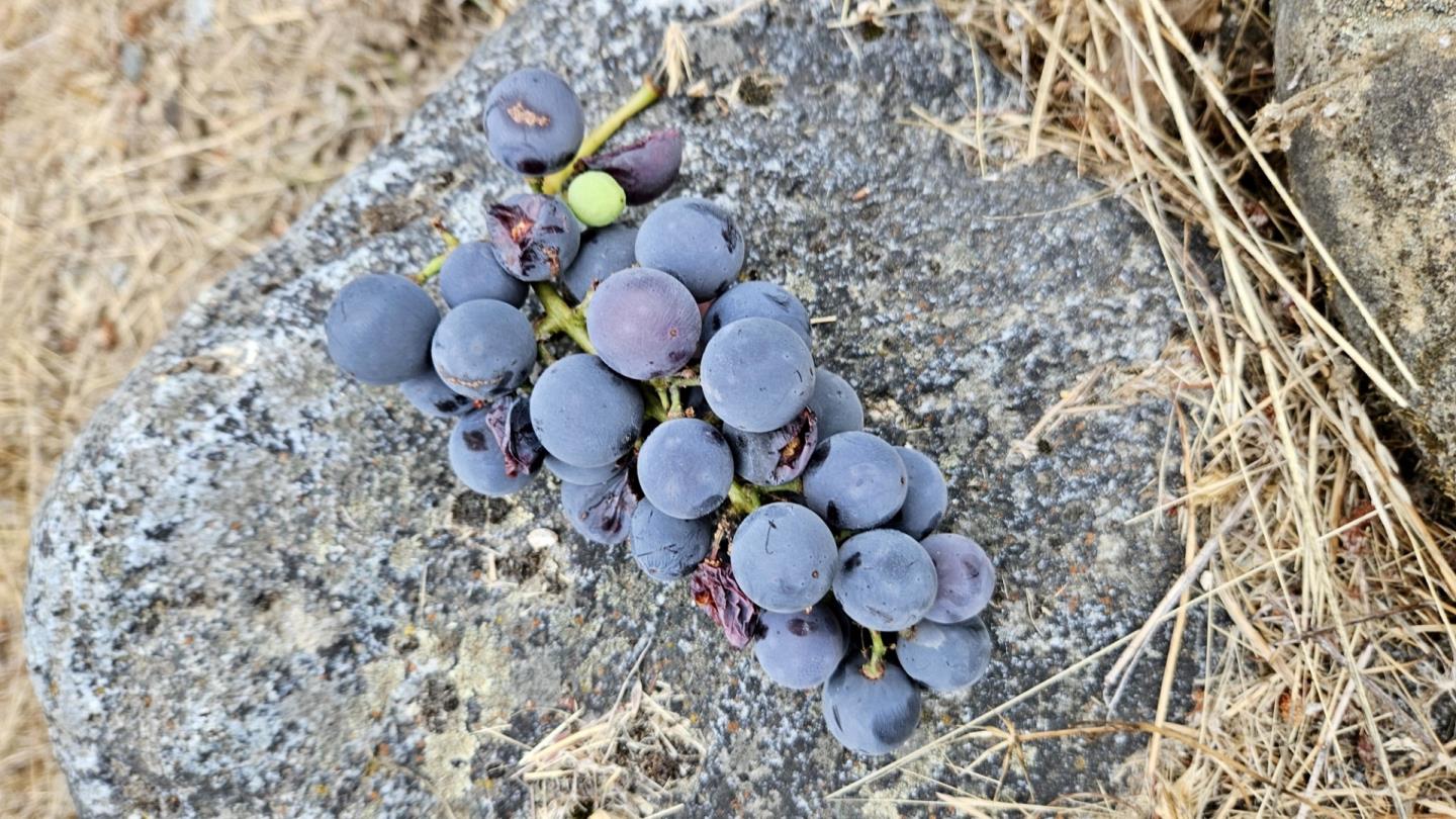 Detail Gallery Image 69 of 72 For 24595 Skyland Rd, Los Gatos,  CA 95033 - 4 Beds | 3/1 Baths