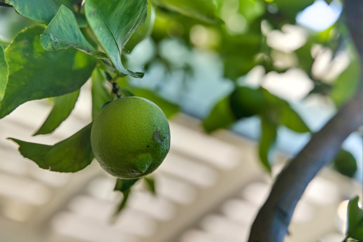 Detail Gallery Image 63 of 91 For 3604 Cuen Ct, San Jose,  CA 95136 - 4 Beds | 2/1 Baths