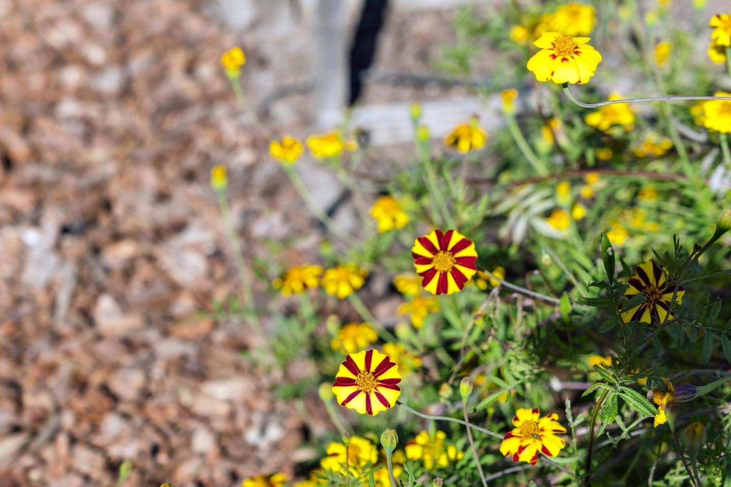 Detail Gallery Image 83 of 116 For 653 Larkin Valley Rd, Watsonville,  CA 95076 - 5 Beds | 4 Baths