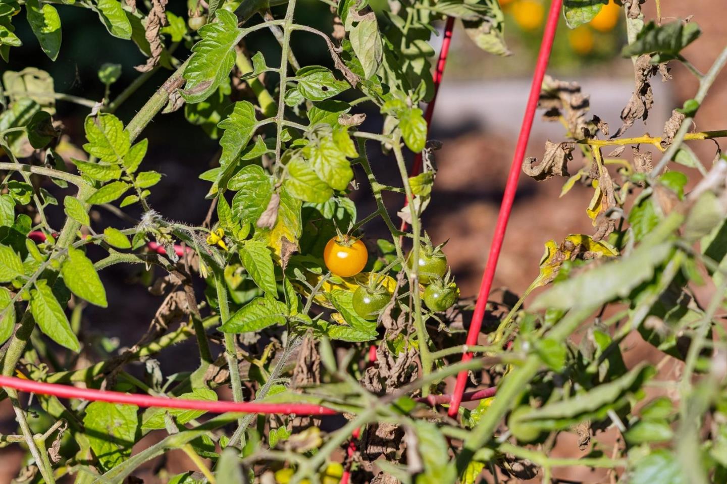 Detail Gallery Image 84 of 116 For 653 Larkin Valley Rd, Watsonville,  CA 95076 - 5 Beds | 4 Baths