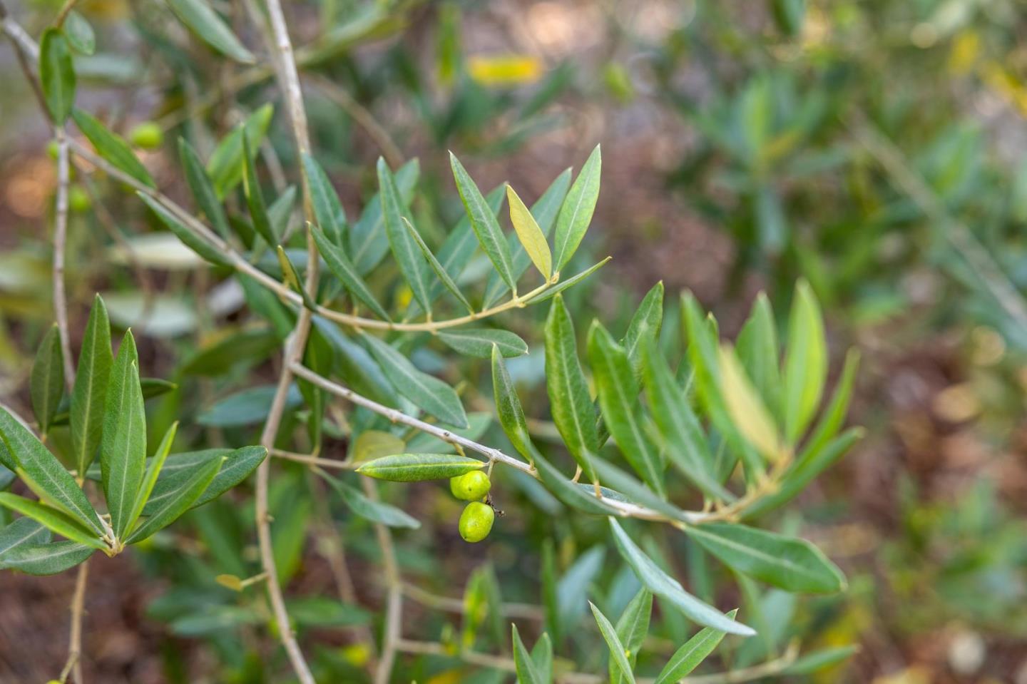 Detail Gallery Image 92 of 116 For 653 Larkin Valley Rd, Watsonville,  CA 95076 - 5 Beds | 4 Baths