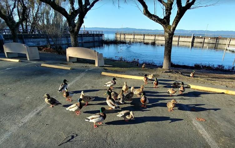 Detail Gallery Image 36 of 40 For 6726 Lakeshore Blvd, Lucerne,  CA 95458 - 3 Beds | 1 Baths