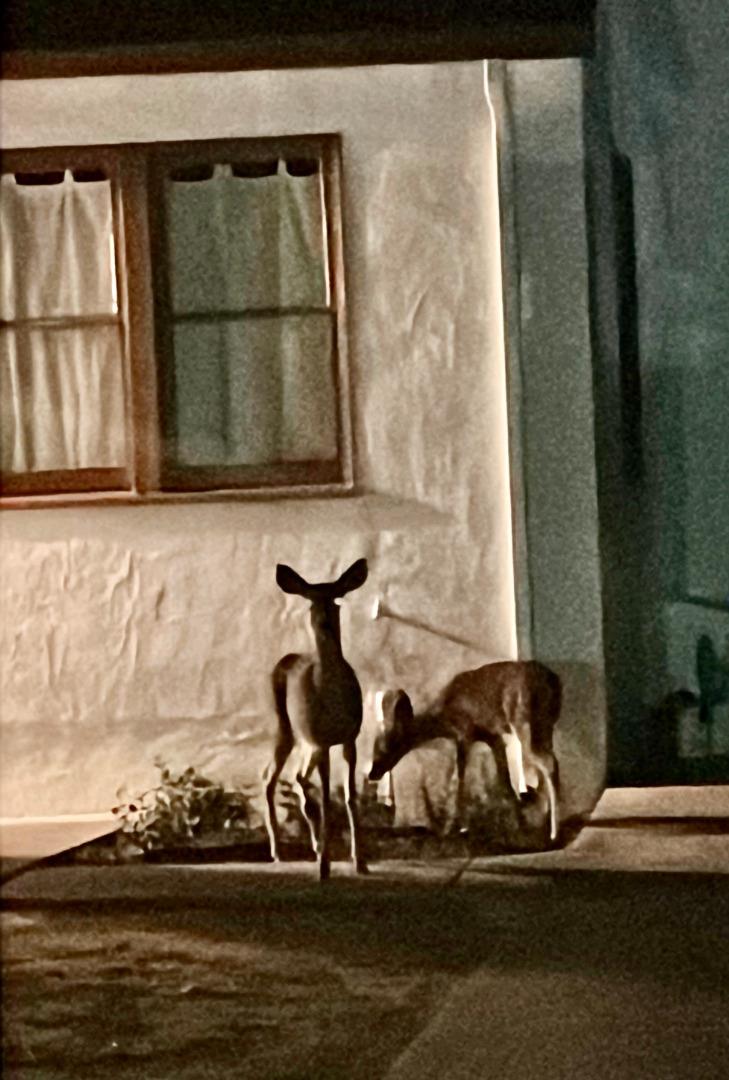 Detail Gallery Image 62 of 62 For 770 Tallent Ave, San Jose,  CA 95127 - 3 Beds | 2 Baths