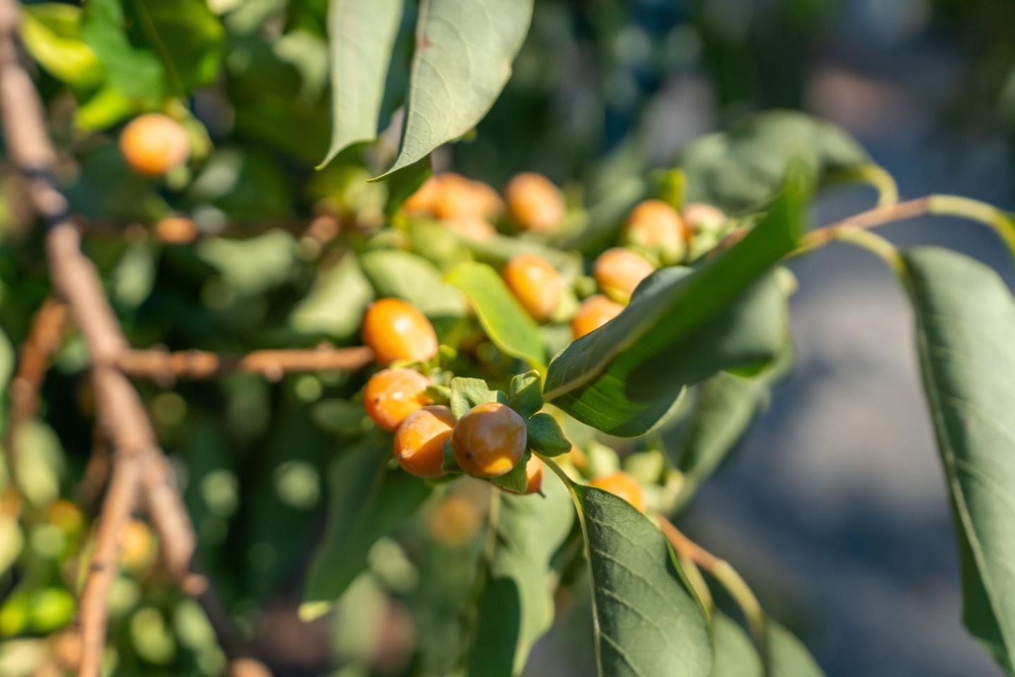 Detail Gallery Image 11 of 11 For 15840 Old County Hwy, Boulder Creek,  CA 95006 - – Beds | – Baths